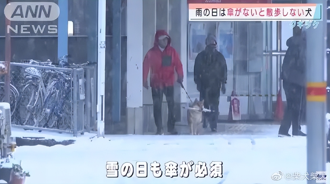 千万别养两只柴犬,千万不要养的狗子