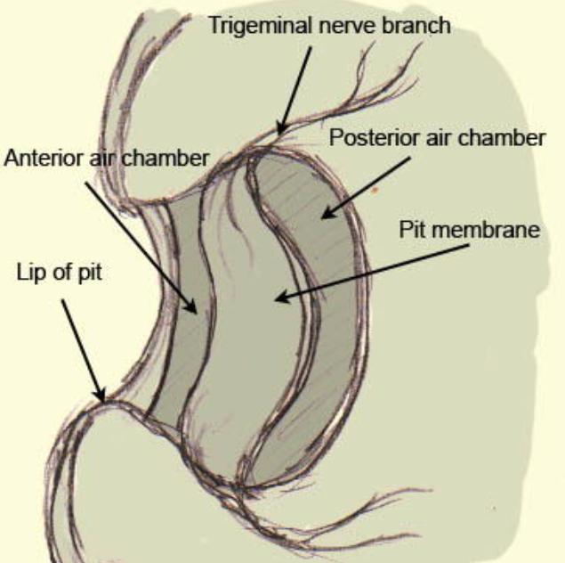 动物几个特殊的排泄器官,每种动物都有排尿系统