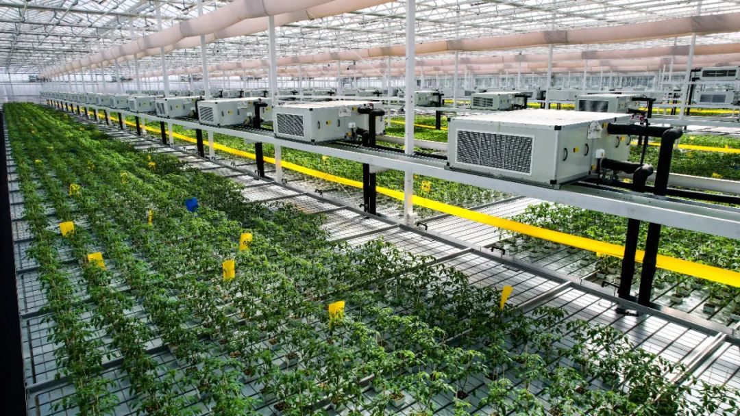 喜报集团,凯盛浩丰最新新闻