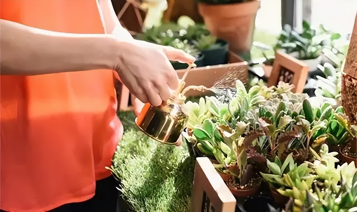 花盆里有小虫子4个小方法,花盆里的小虫子用什么药能治