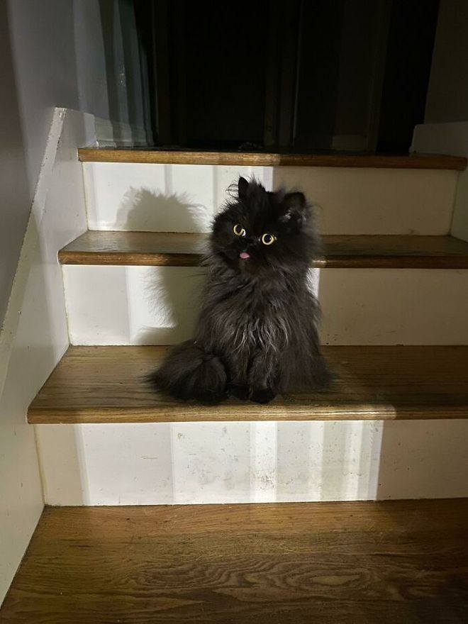 如何选择最适合你的宠物：狗和猫的区别与特点分析