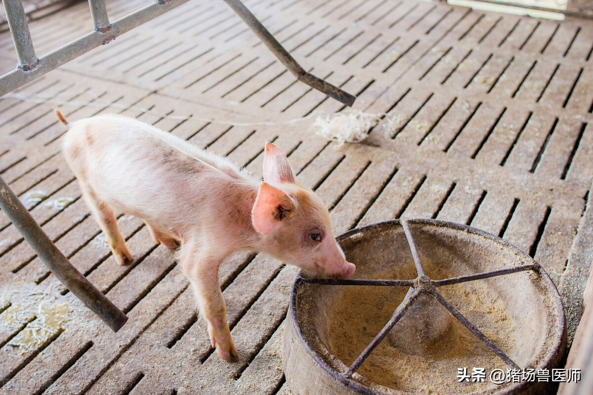 猪用多西环素注意事项,猪喘气可以喂多西环素吗