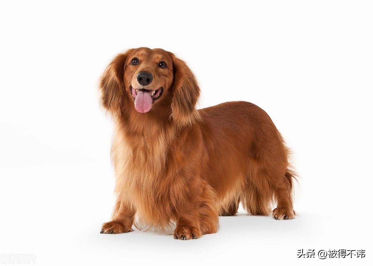 什么狗最好看最便宜最好养,世界上最强的十种狗