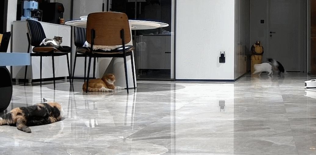 双眼失明的小猫,双目失明小猫