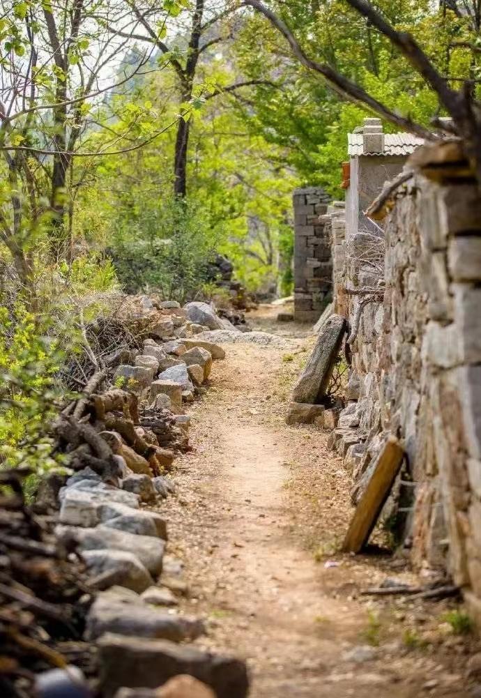 莱芜樱桃文化节,莱芜樱桃文化旅行节