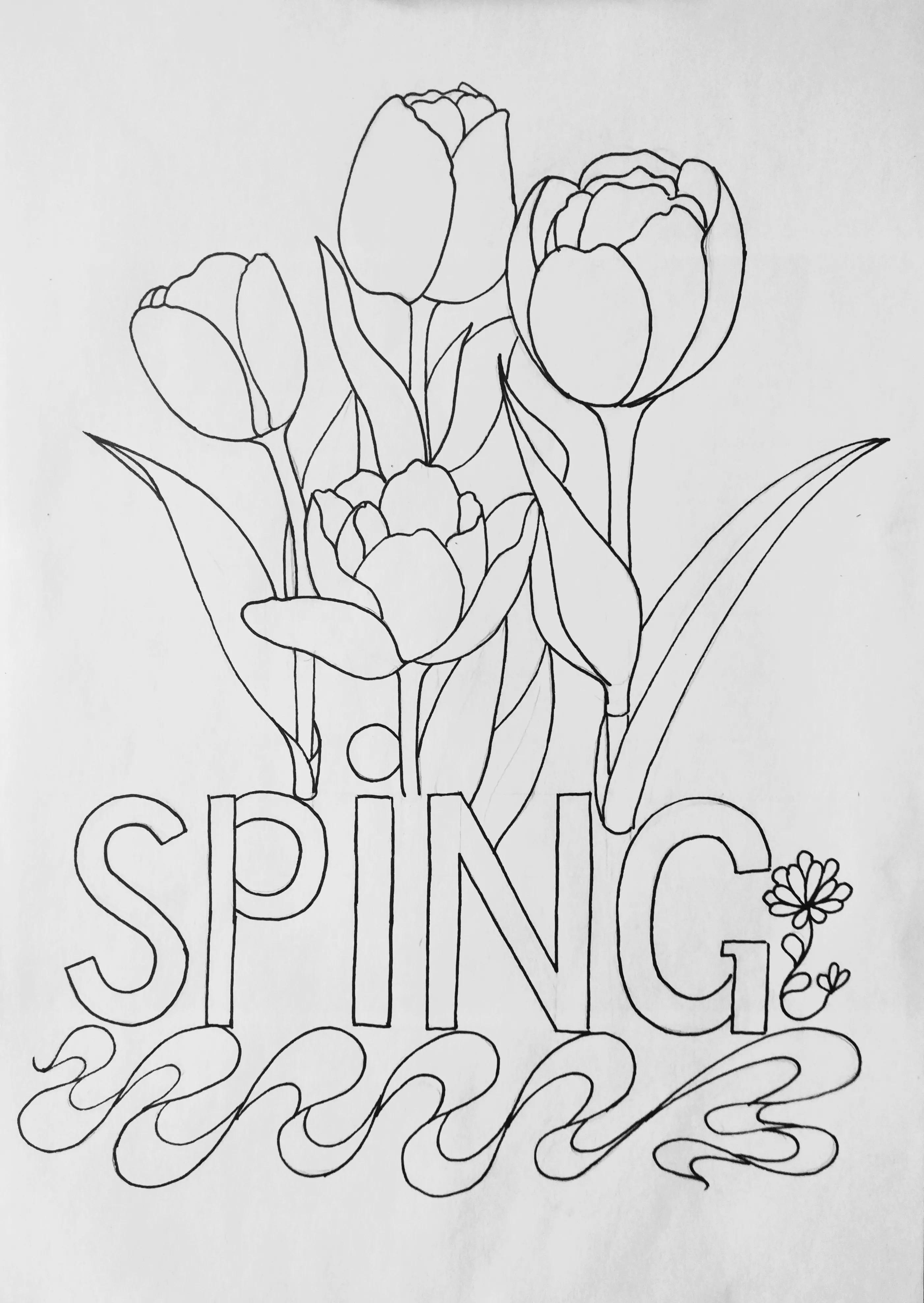 春天的郁金香绘画图片,线描画花朵简单又漂亮郁金香