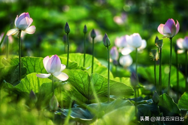 学习老子的大智慧，做一个充实富有幸福快乐的人