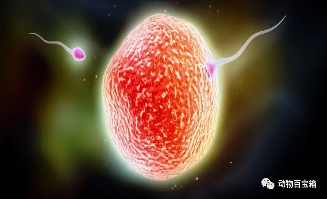 人类卵子结合原理,人类卵细胞和精子发生过程