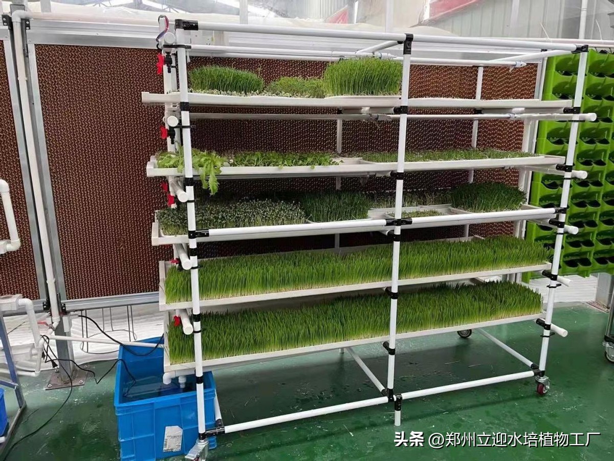 无土芽苗菜长几茬,无土芽苗菜能好吃吗