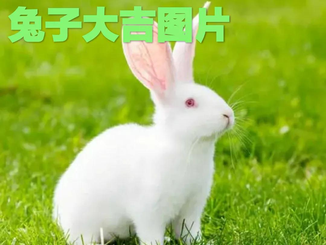 2024年迎新年活动方案,2023迎新年活动主题