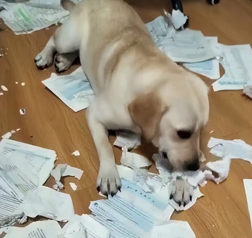 三大无攻击性犬类真的不会咬人吗,秋田犬的五大缺点无攻击性的犬