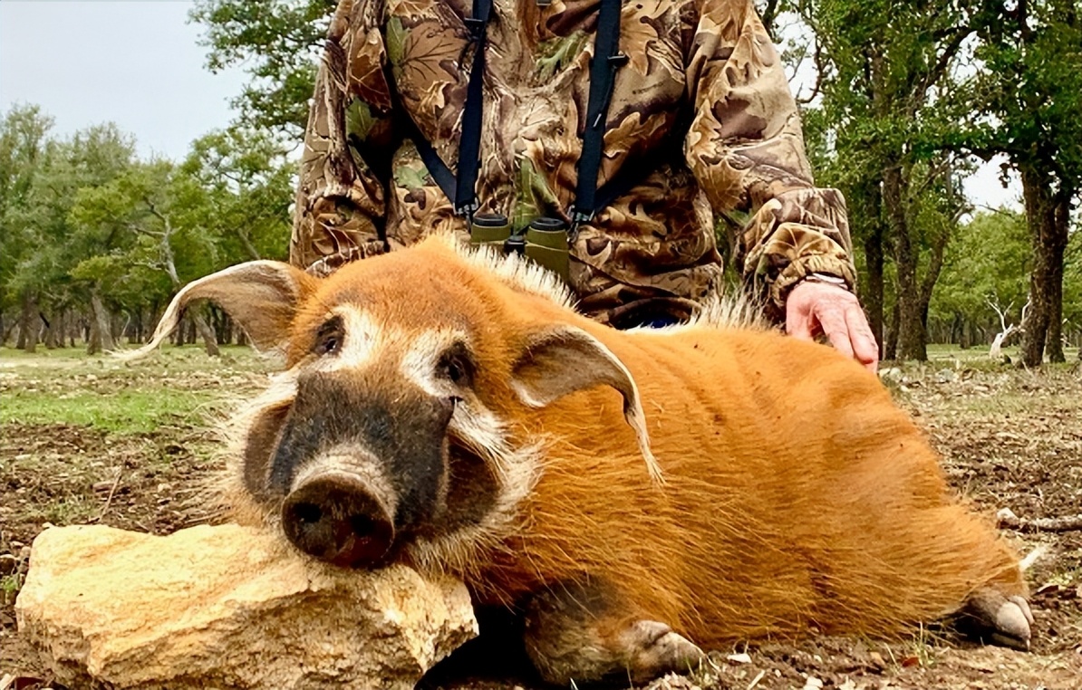 红河野猪视频,红河猪是入侵物种吗