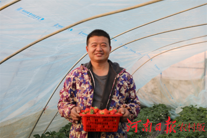 信阳市平桥区：“85后”小伙逐梦田园过上了向往的“莓”好生活