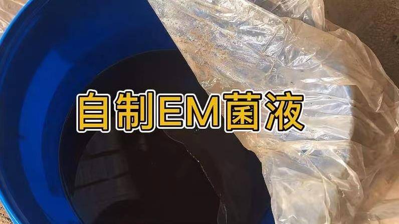 蚕用药益生菌有什么作用与功效,蚕增重增丝