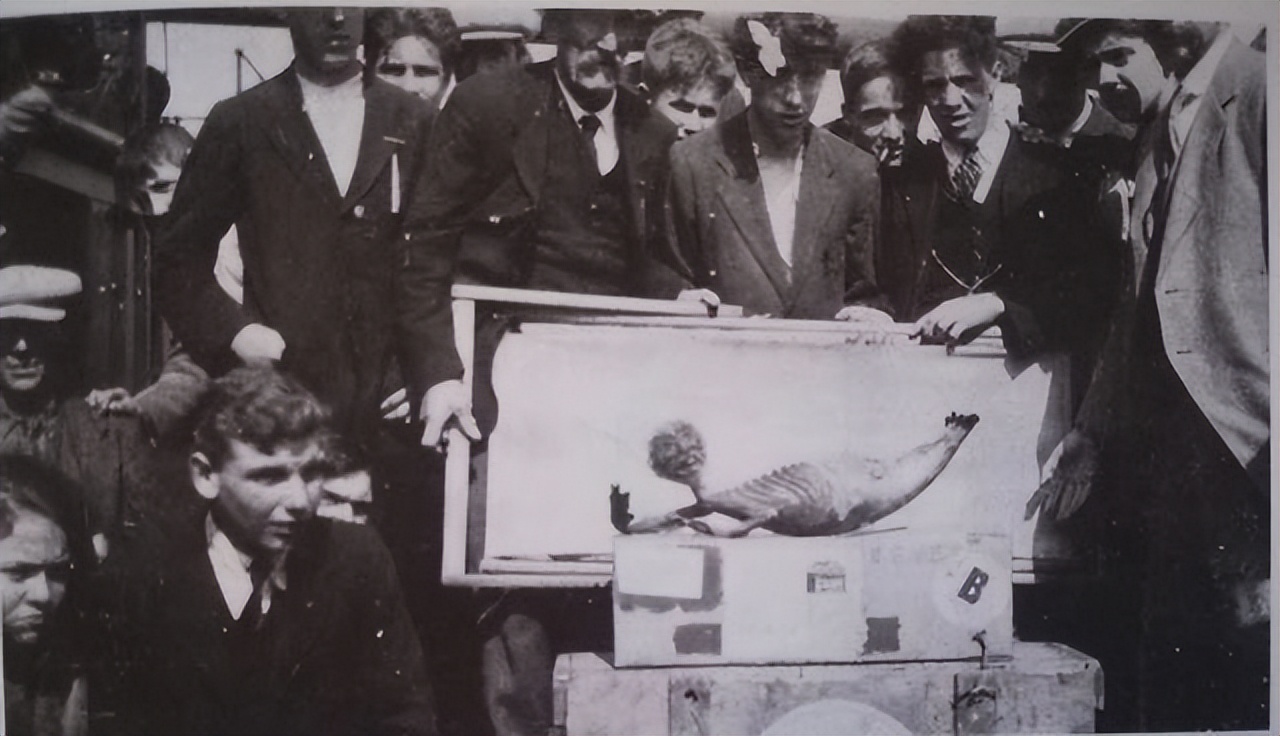 人鱼化石是真的吗,日本专家鉴定的文物