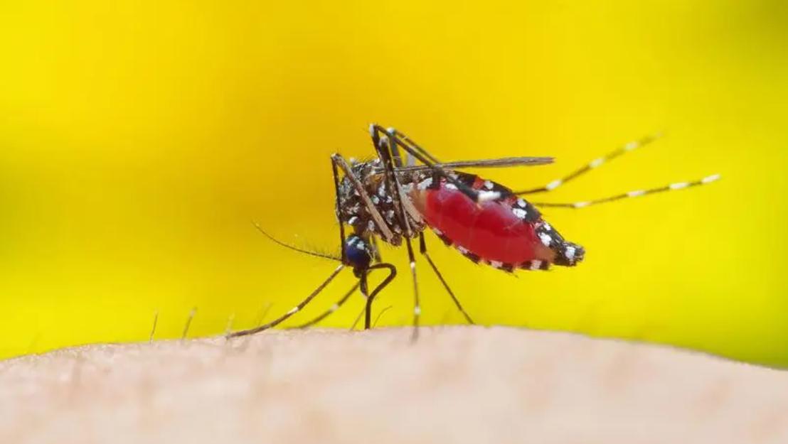 蚊子会吃蚊子吗,蚊子喜欢什么环境叮咬