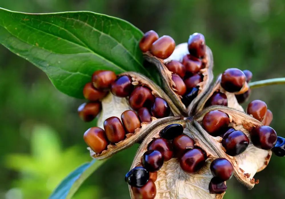 国色天香牡丹花魏紫,国色天香魏紫