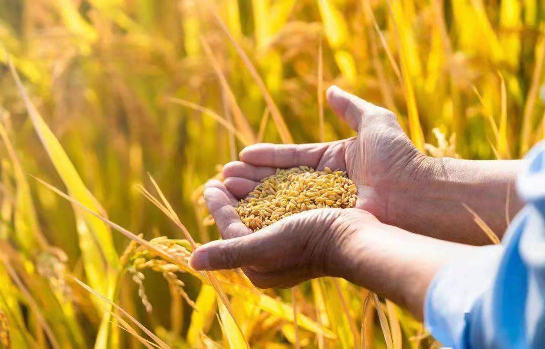 有机农产品更安全,生态有机农业