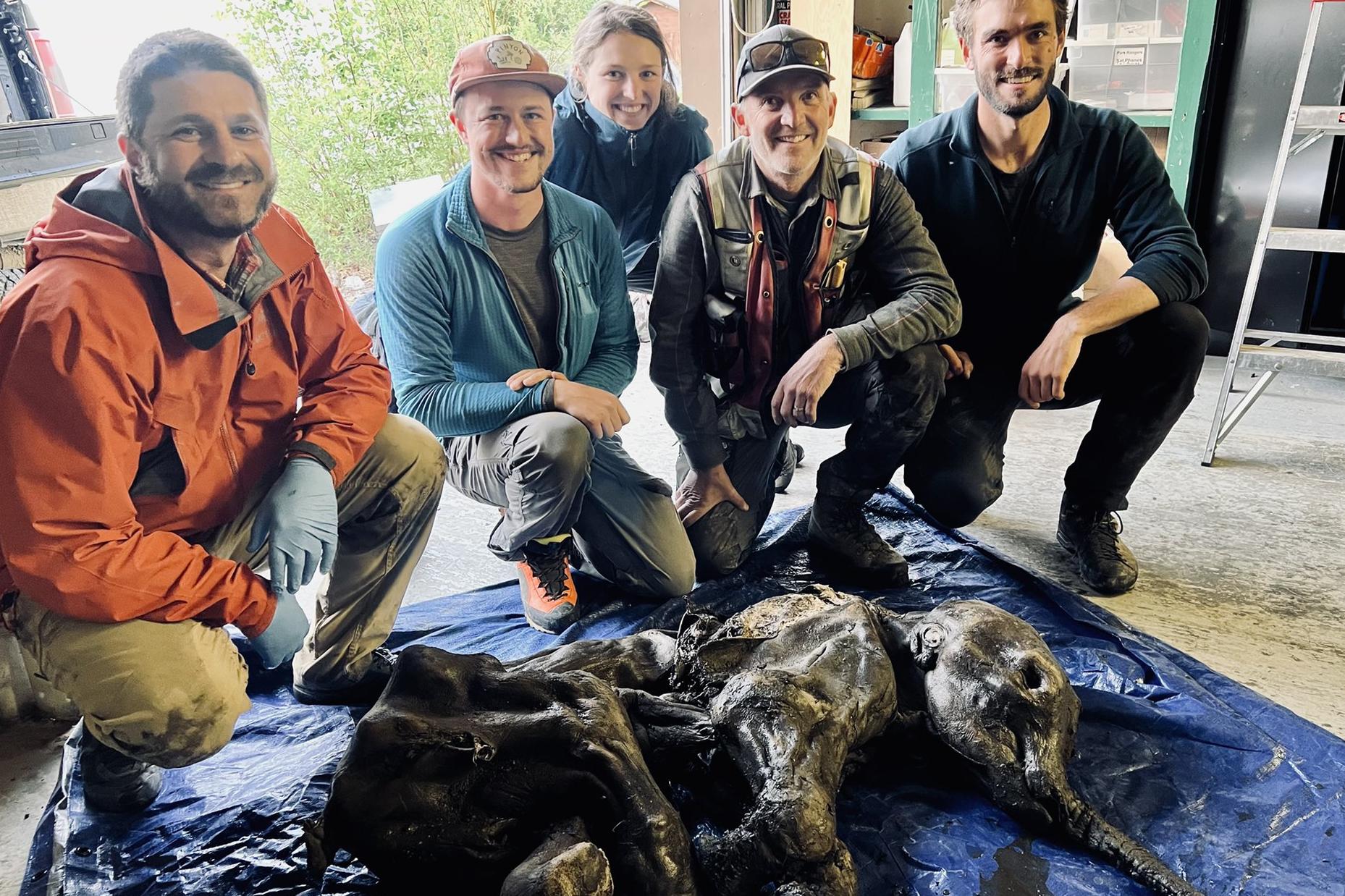 猛犸象为何在1670年就灭亡了,猛犸象加拿大