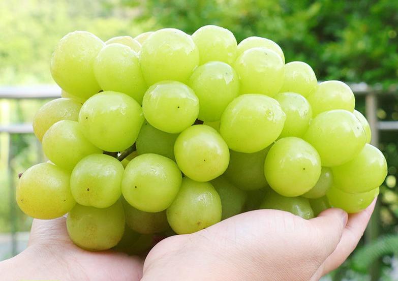 日本颁布新法，对1900类果蔬品类实行“*锁封**”，禁止流入中国