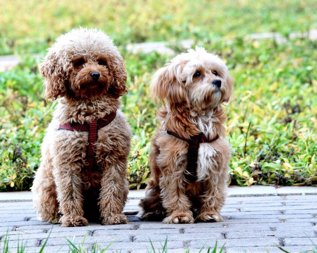 女生养大狗什么心理,养大狗的女生