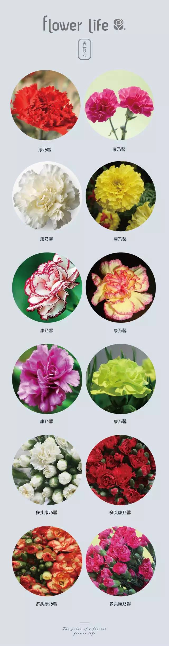 100种花店常用鲜花茉莉,花店常用鲜花大全