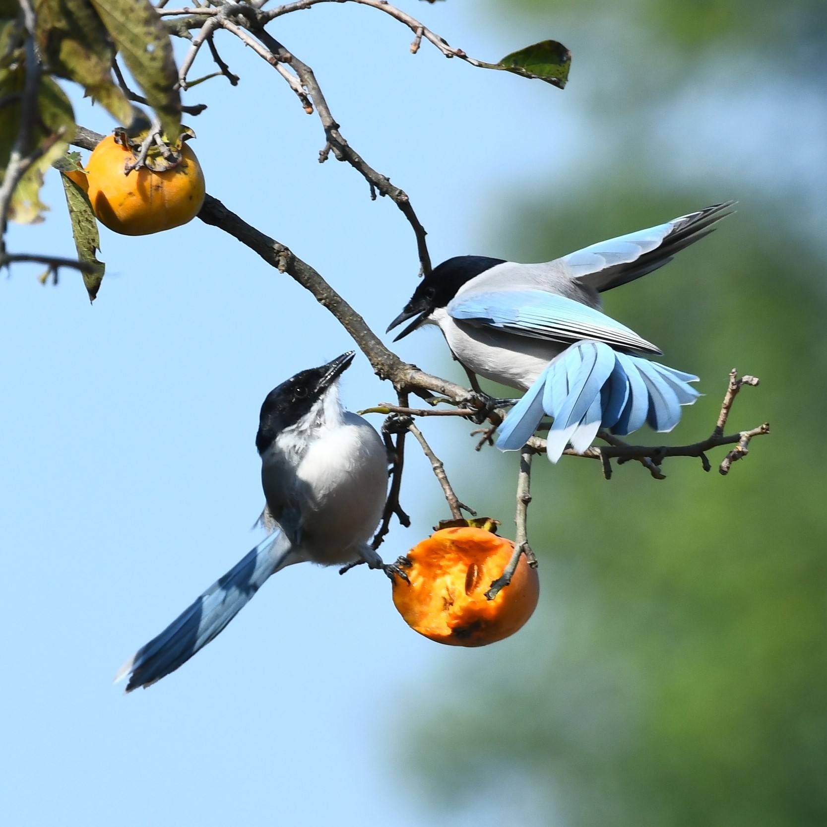 果园防鸟最好方法,果园防鸟出绝招