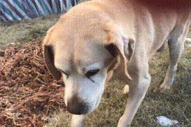 江苏省唯一一名警犬工作岗位硕士研究生与他爱犬“小虎”的故事