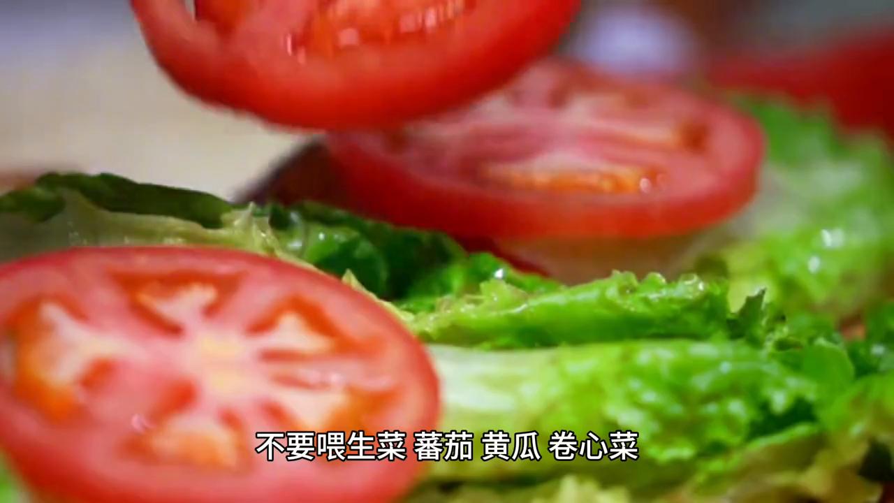 陆龟苏卡达幼龟,陆龟苏卡达和赫曼哪个好