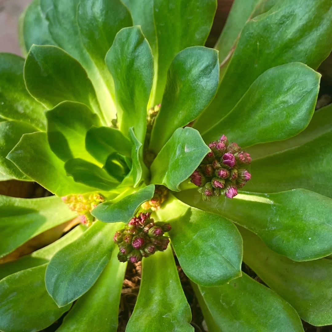 春天来了这5种花赶快扦插,春季来了养花不可少