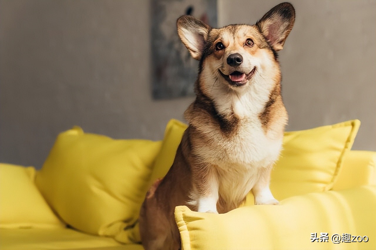 十大最听话的狗排名小型犬,十大最受欢迎的宠物狗种类排行榜