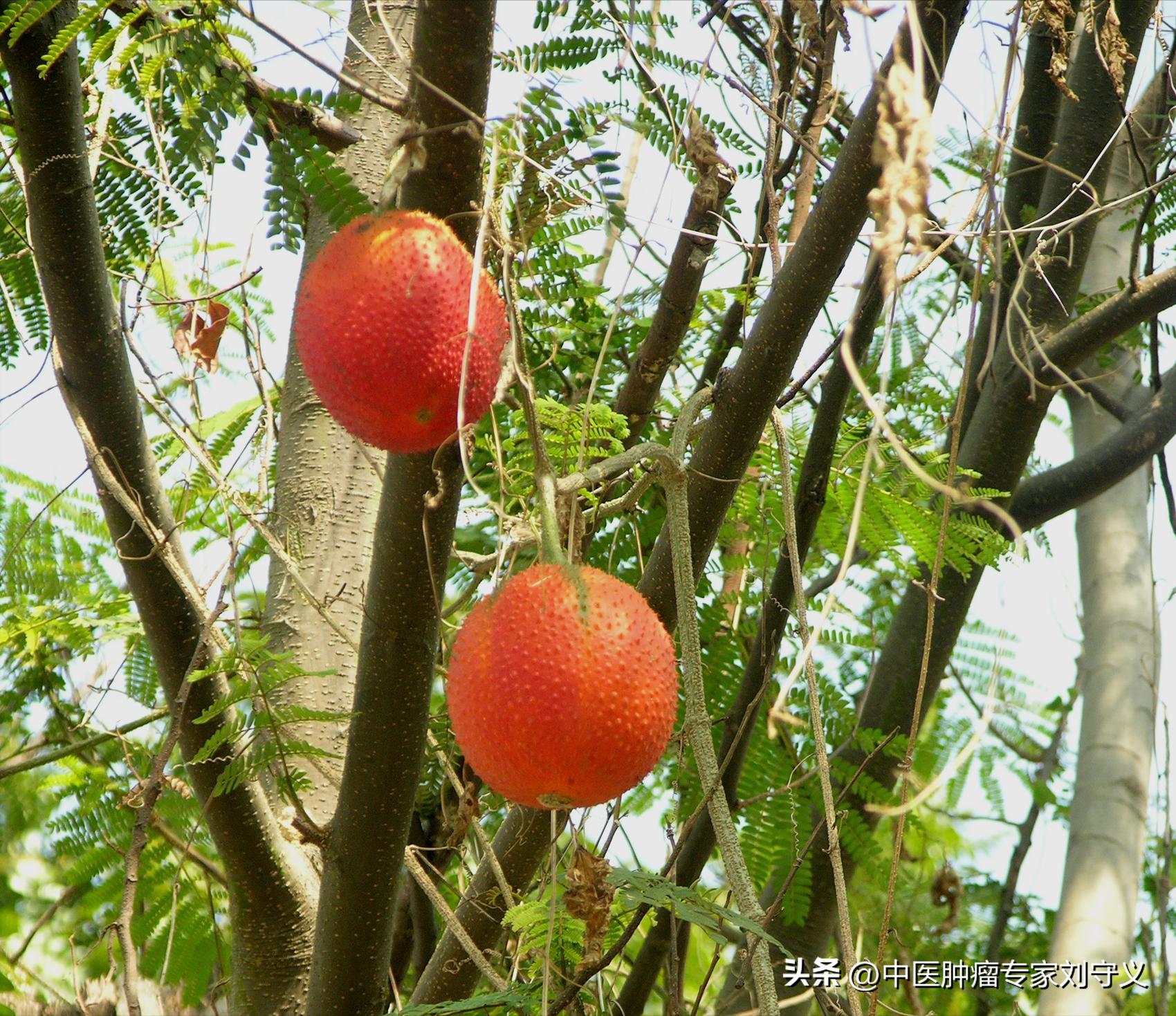 木鳖子治癌方,中药木鳖子散结