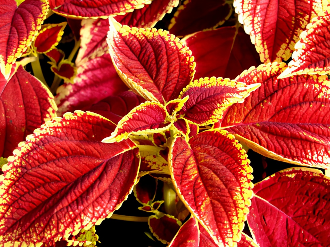 公园路边植物图片,路边的小植物有哪些