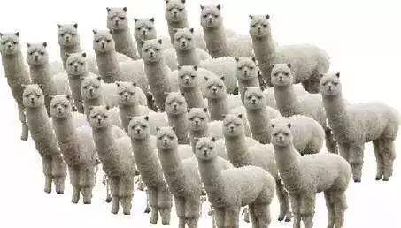 为什么抢不上红包呢,为什么现在连红包都不想抢