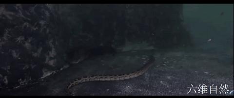 抓捕过最长的蟒蛇,最长蟒蛇视频真实