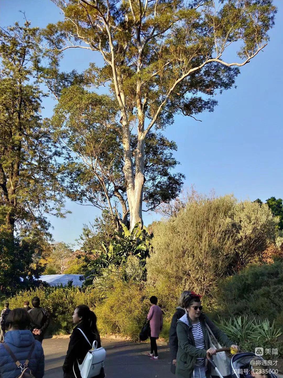 墨尔本旅游文化名城,游澳洲墨尔本