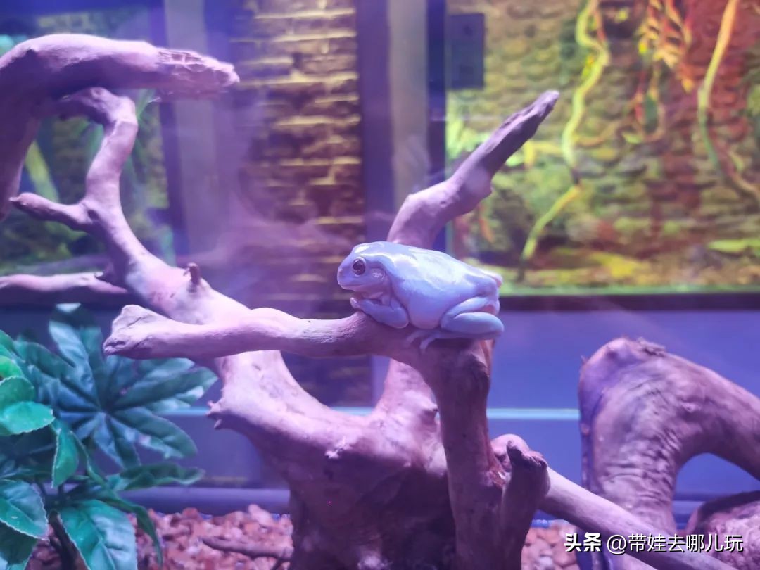 一天玩遍北京野生动物园,包场去鸟巢