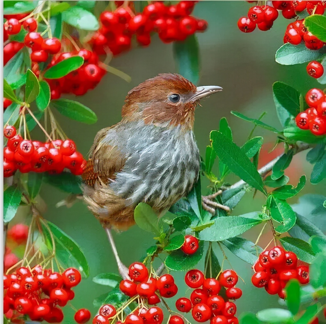羽色最绚丽的鸟图片,鸟类雨后飞翔照片