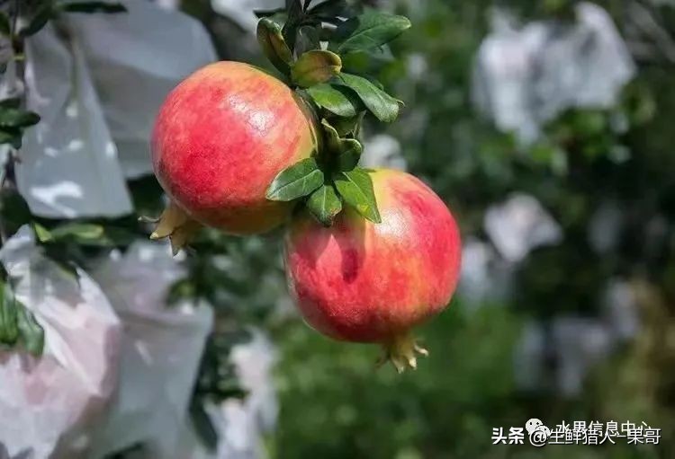 软籽石榴正确打开方式,你不知道的软籽石榴