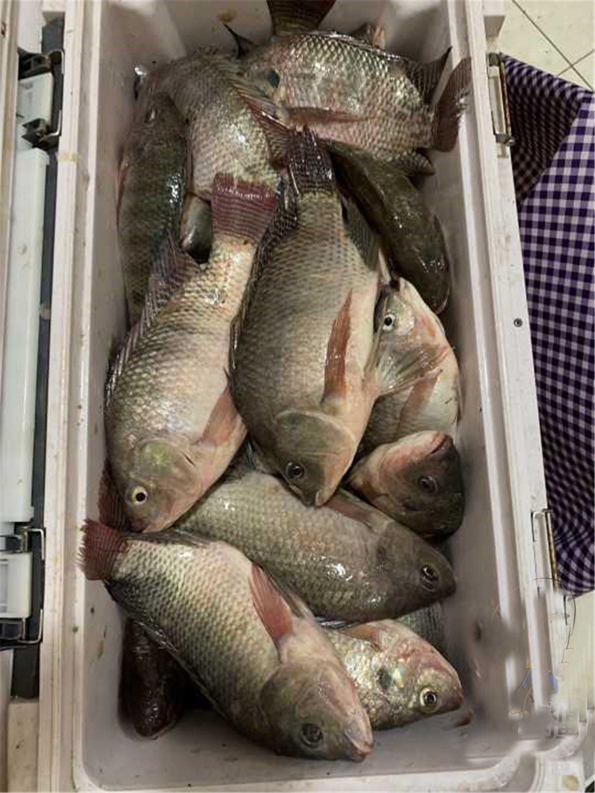 春季野钓罗非饵料配方,黑坑钓罗非鱼的窝料配方