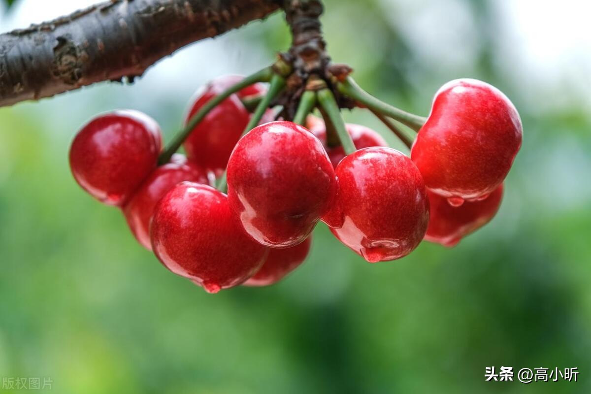 吃樱桃有哪些注意事项,吃樱桃注意事项有哪些