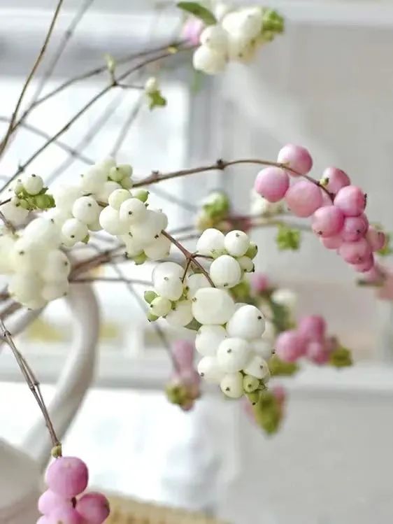 又又又被美到！10款秋日的花果叶，打包了最斑斓的秋色