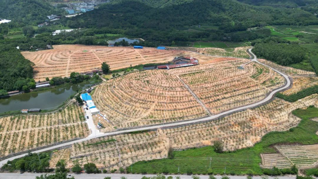 百千万工程助力乡村振兴惠州,百千万工程助力乡村振兴中山