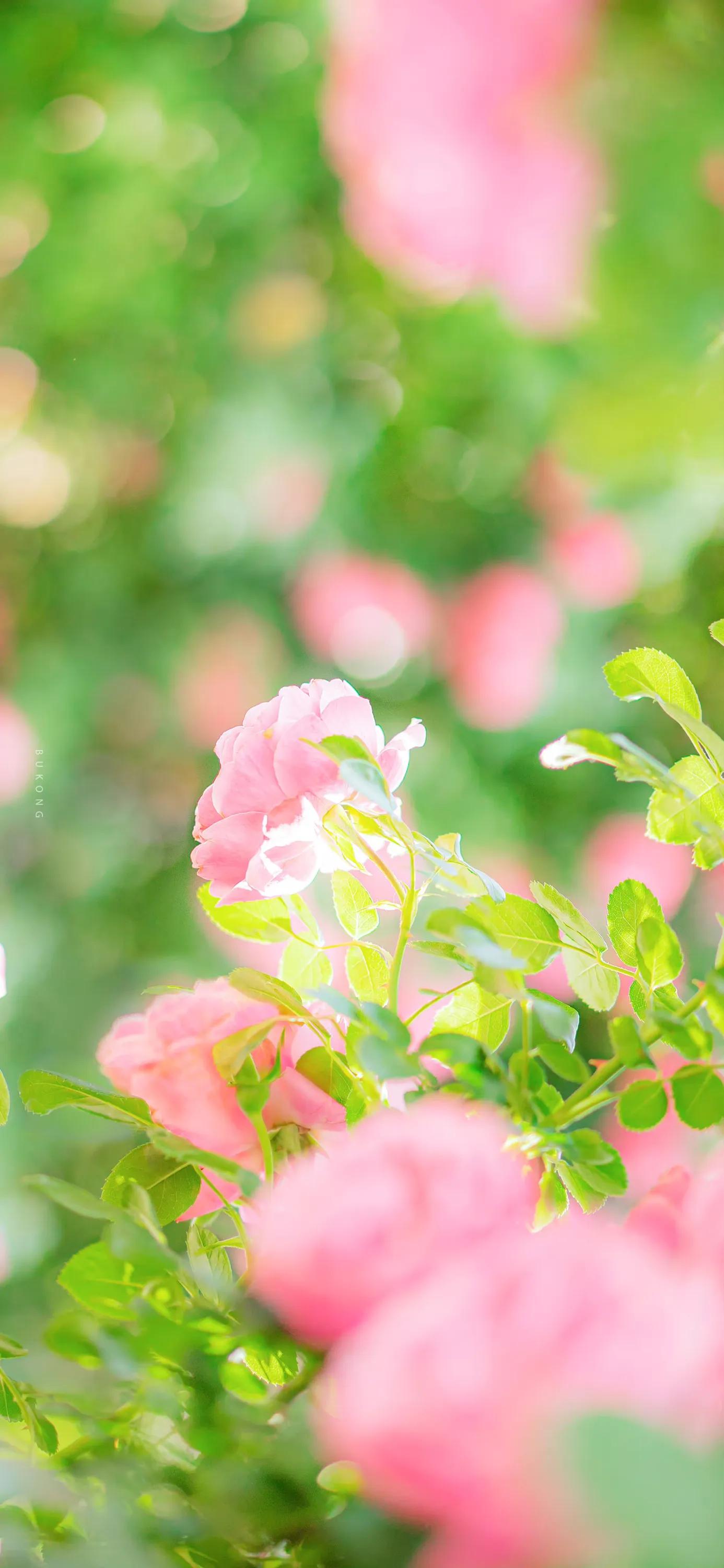 花朵壁纸高清全面屏,带花朵壁纸图片大全