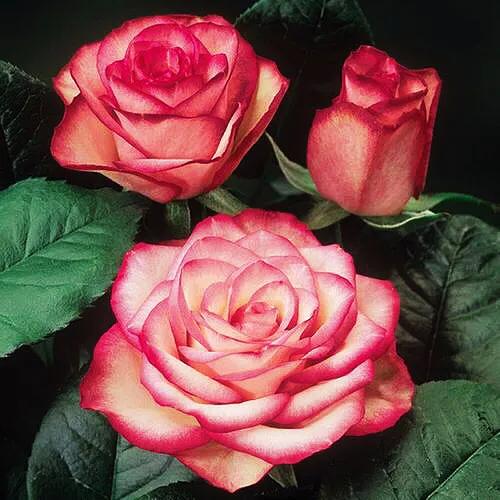 旋转木马和粉扇月季区别,月季旋转木马怎么养