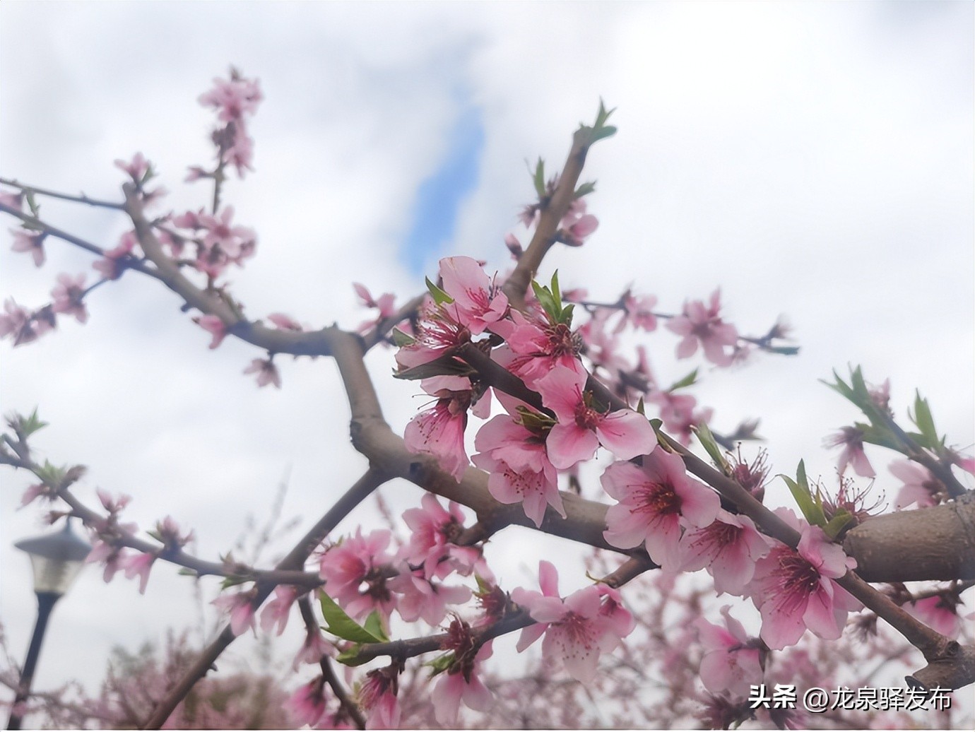 龙泉山看桃花最佳地点,2022年龙泉山赏桃花什么时间最佳