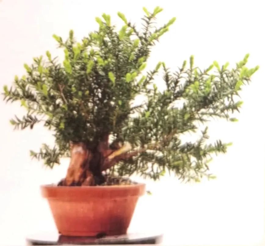 舍利红豆杉盆景,红豆杉老桩盆景怎么修剪