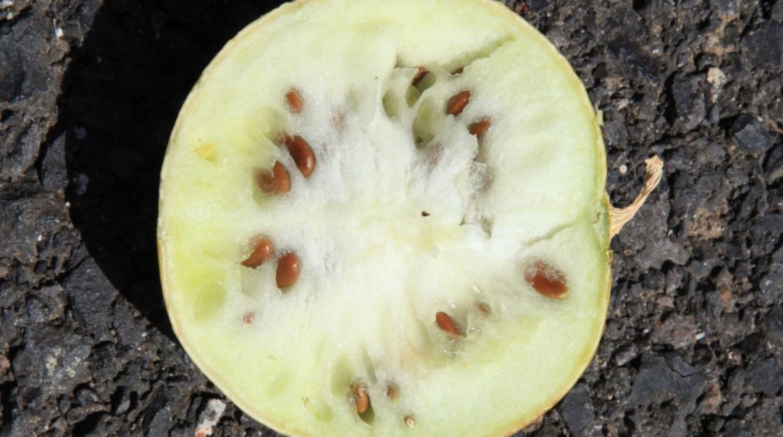 沙漠里有可以吃的西瓜吗,沙漠长出的西瓜为什么不能吃