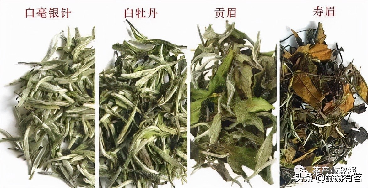 女人最爱喝老白茶又叫养颜茶,女人喝白茶好不好