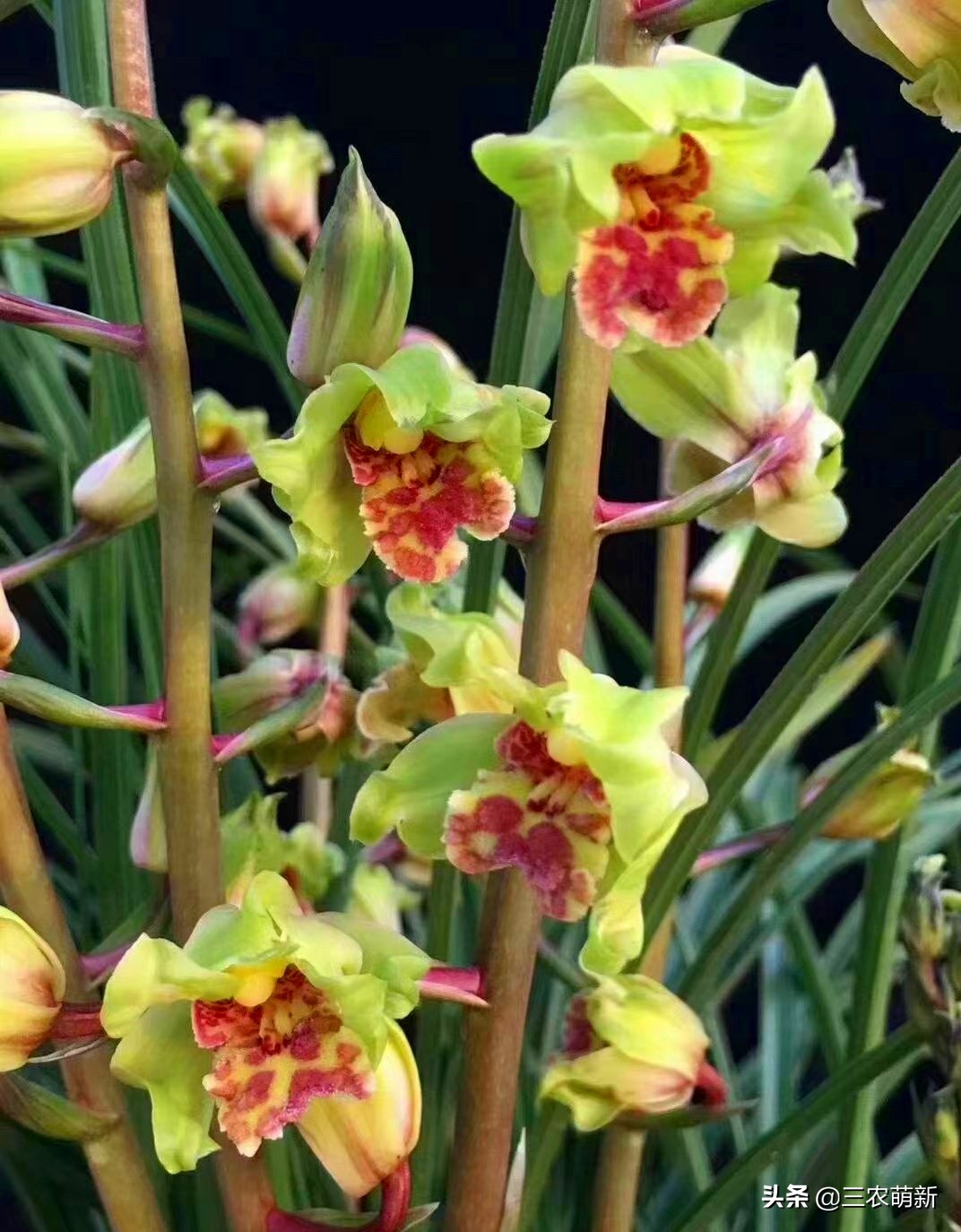 十大名贵兰花及名称,名贵的兰花名